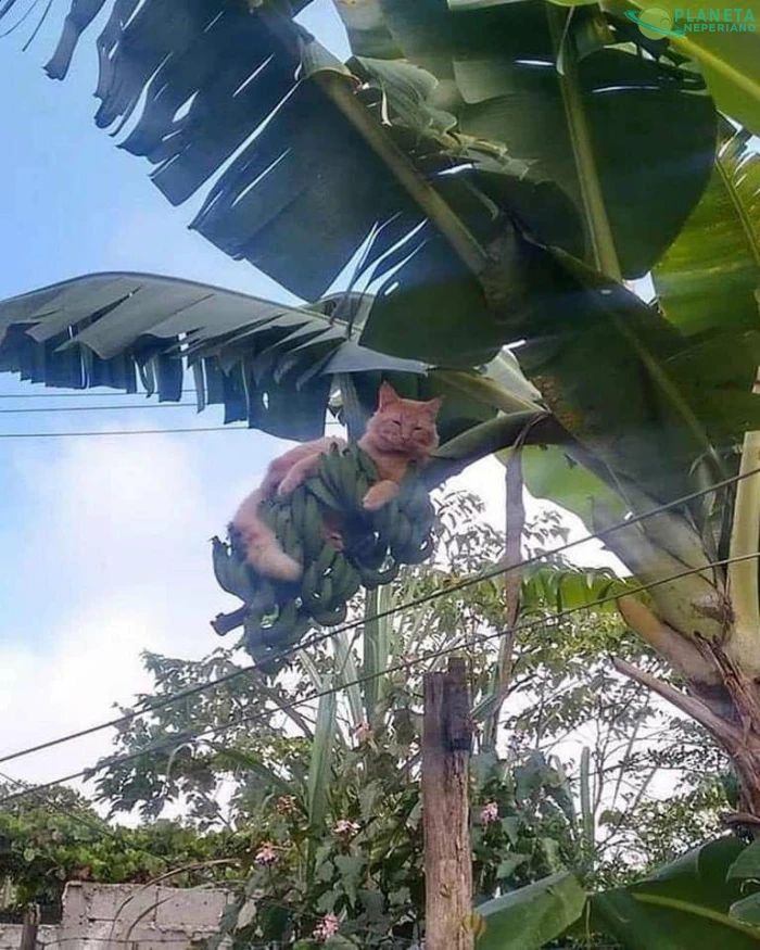 No sé si llevarme al michi o los verdes 