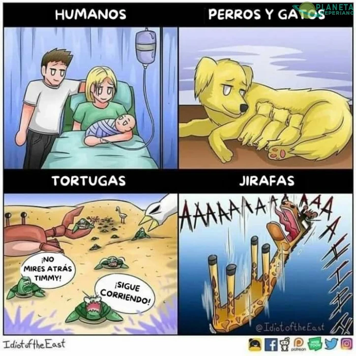 Pobre jirafita... 😂😂😂