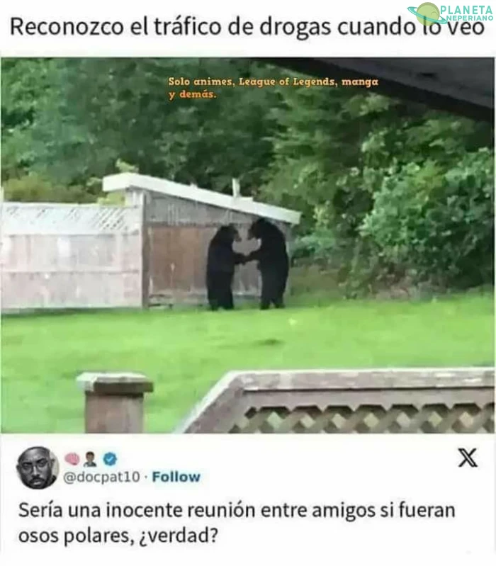 Que seria si fuesen osos grises?