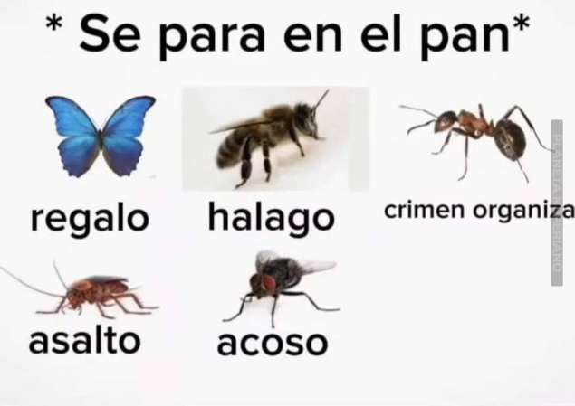 mientras tanto las avispas, son terrorismo :V