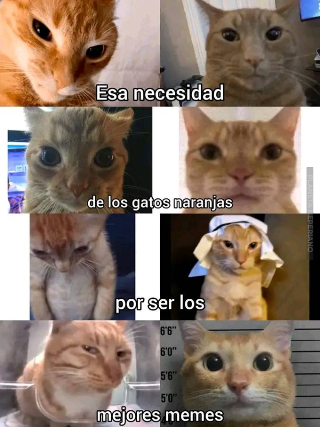 el mejor color de gato para memes virales