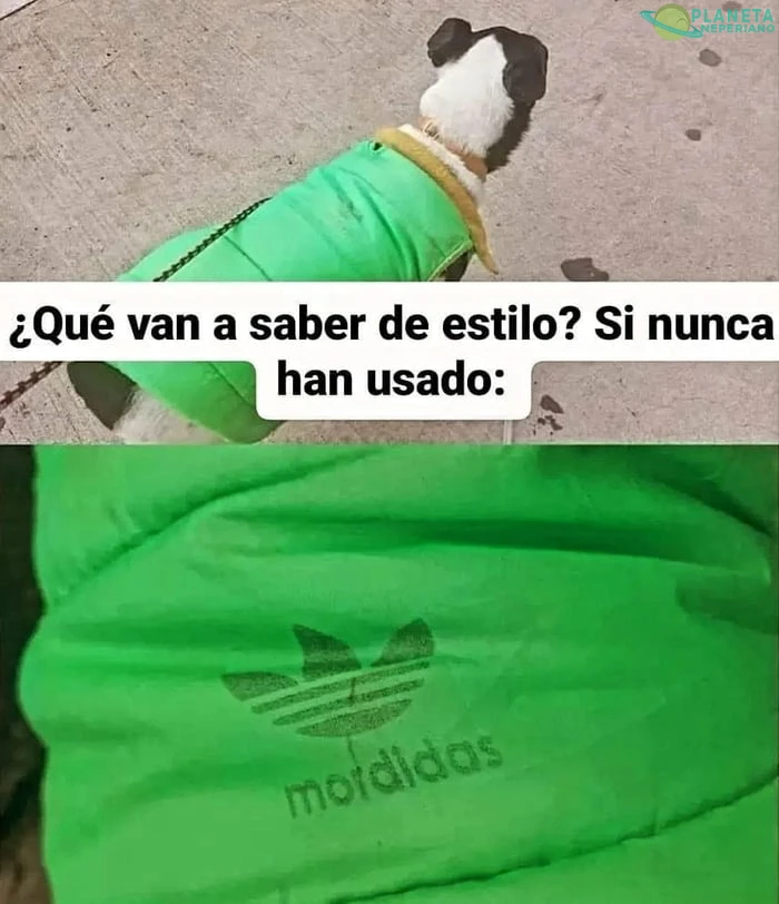 Perro con estilo