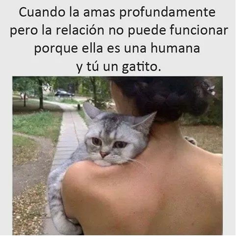 Pobre neko-chan...