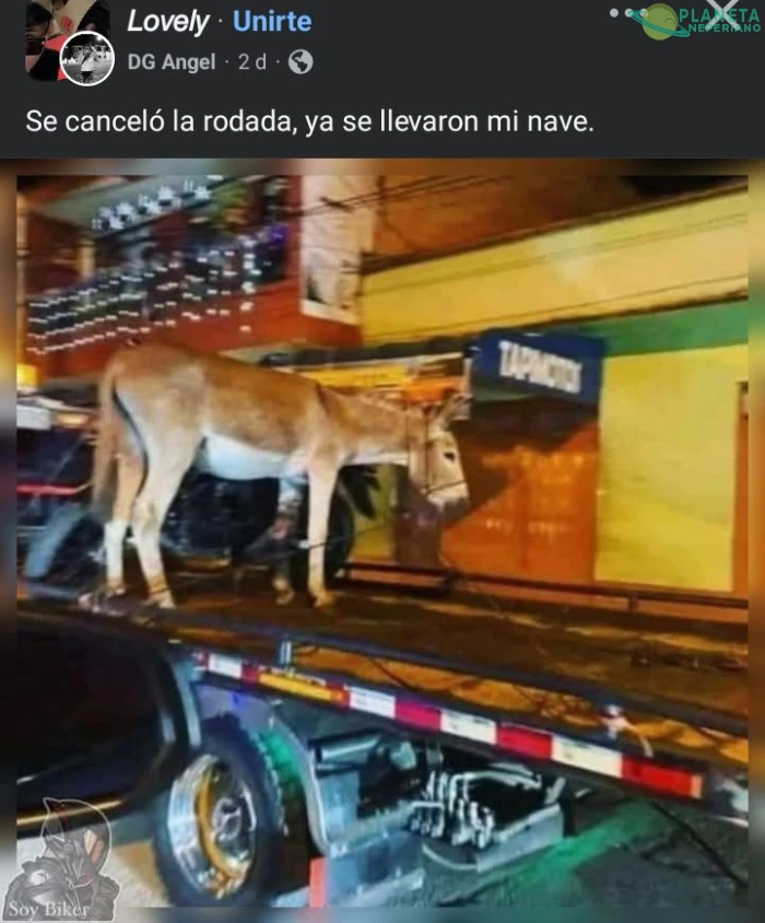 Se llevan al buriito sabanero 