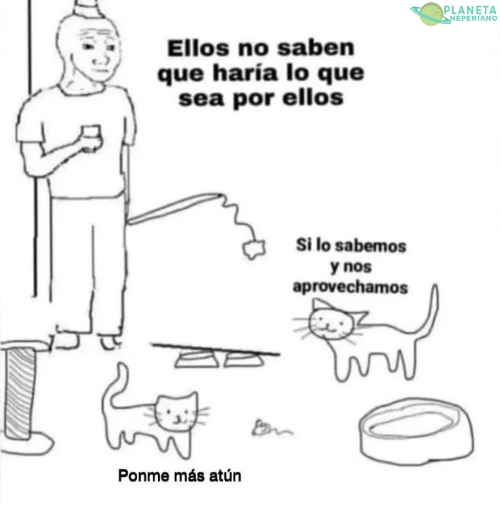 Gatos