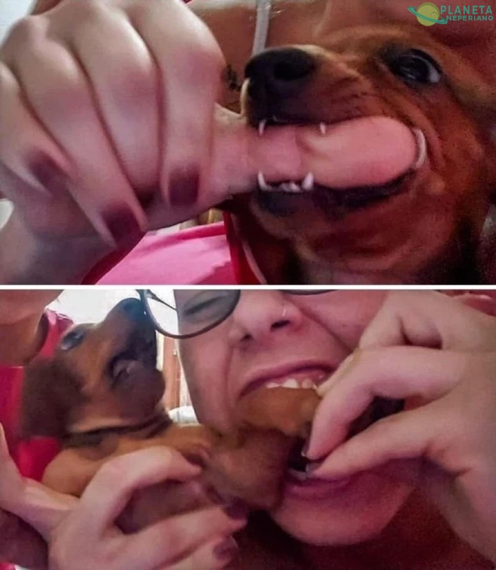 Venganza