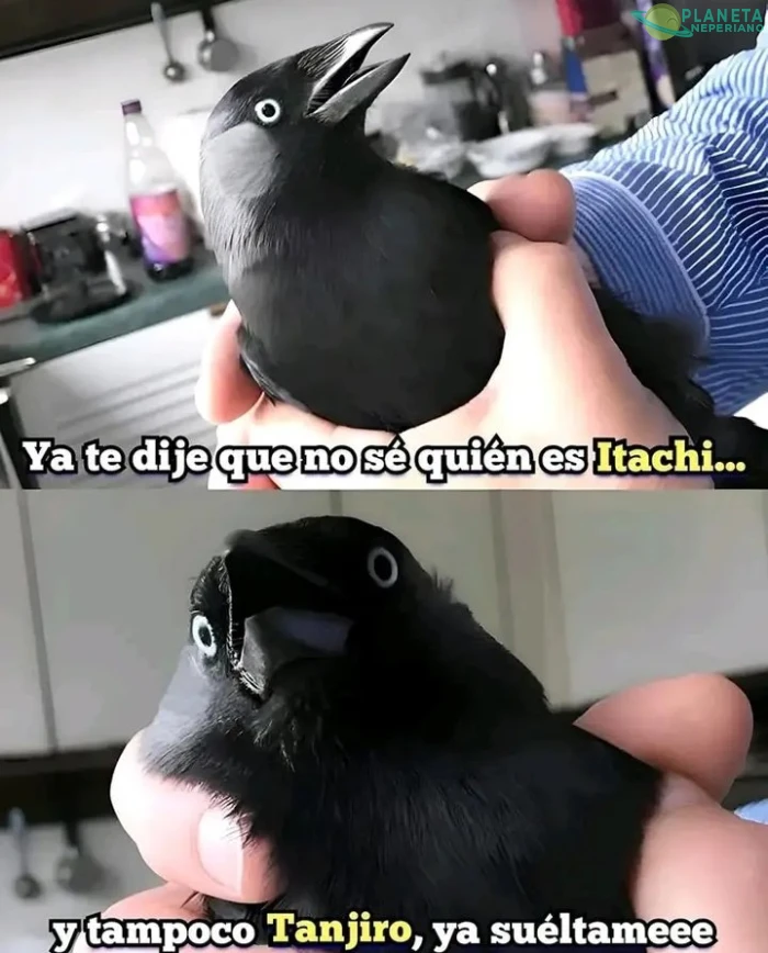 no te creo cuervo, vamos, revela tus secretos...