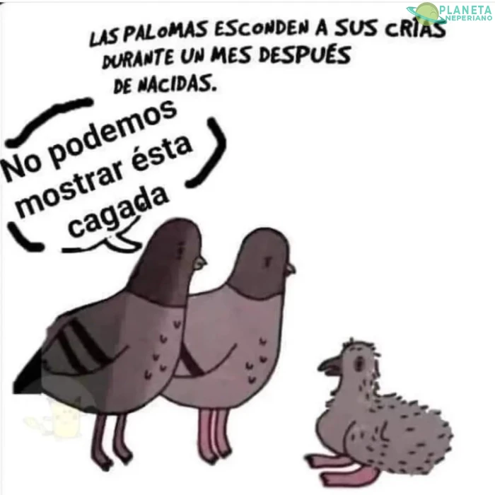 Cosas de palomas