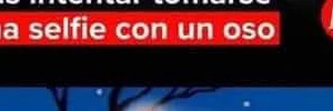 Los osos no negocian con su comida