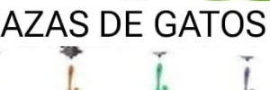 Gatos: somos una raza superior humano. Perros: te quiero viejo 