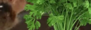 el trauma de siempre con el perejil
